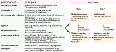 The influence of physiological and pathological perturbations on blood-brain barrier function